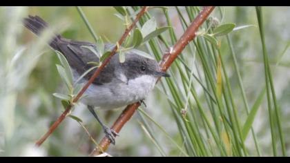 Küçük akgerdanlı ötleğen