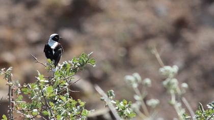 Aksırtlı kuyrukkakan