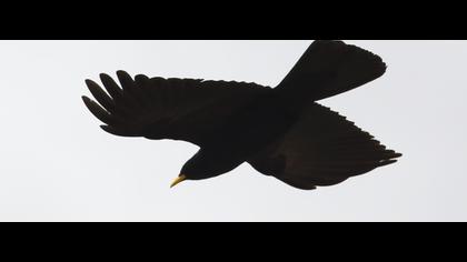 Sarıgagalı dağ kargası