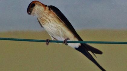 Kızıl kırlangıç