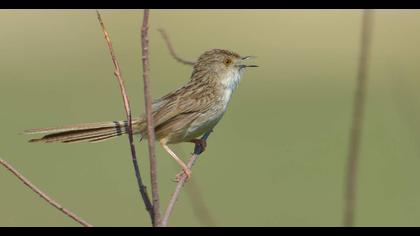 Dikkuyruklu ötleğen