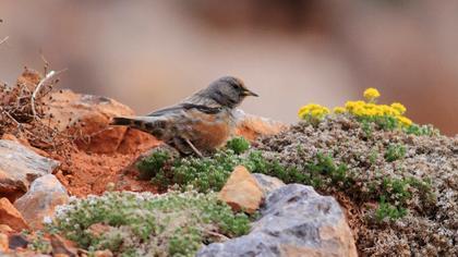 Büyük dağbülbülü