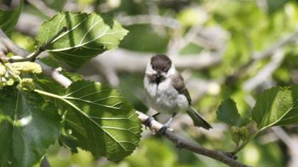 Akyanaklı baştankara