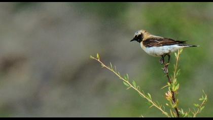 Karakulaklı kuyrukkakan