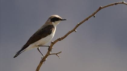 Karakulaklı kuyrukkakan