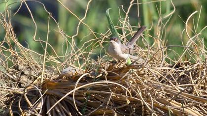 Pembegöğüslü ötleğen