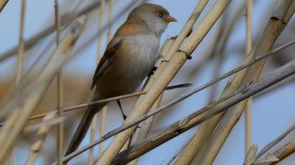 Bıyıklı baştankara