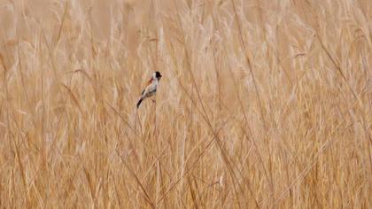 Bataklık Kirazkuşu