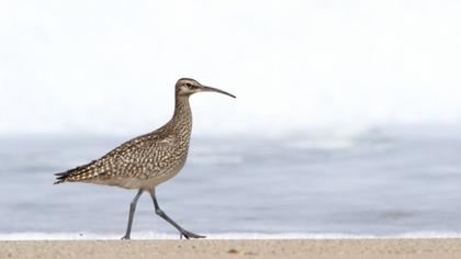 Sürmeli kervançulluğu