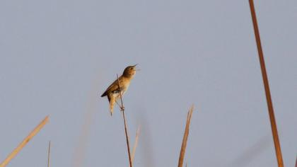 Bataklık kamışçını