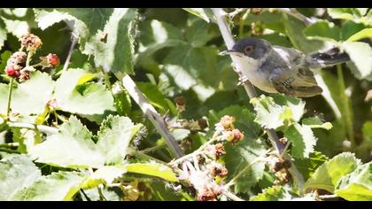Pembegöğüslü ötleğen