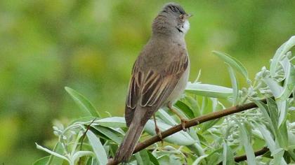 Akgerdanlı ötleğen