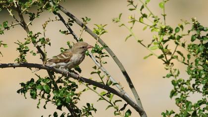 Sarıboğazlı serçe