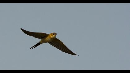 Kızıl kırlangıç