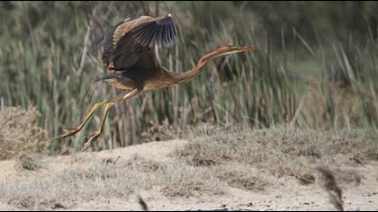 Erguvani balıkçıl