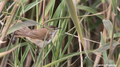 Doğu kamışçını