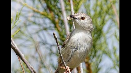 Dikkuyruklu ötleğen