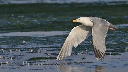 Kuzey gümüş martı