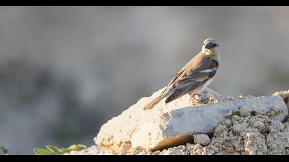 Sarıboğazlı serçe