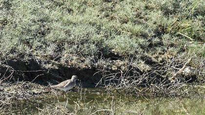 Orman düdükçünü