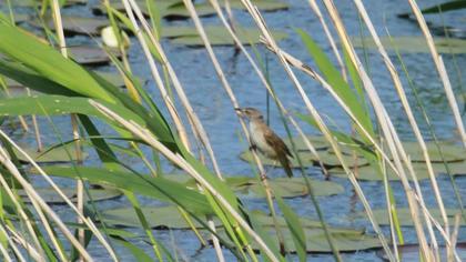 Büyük kamışçın