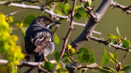 Karaboğazlı ötleğen