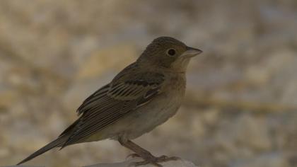 Karabaşlı kirazkuşu