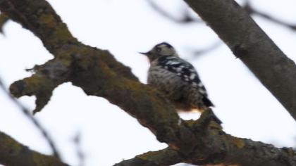 Küçük ağaçkakan