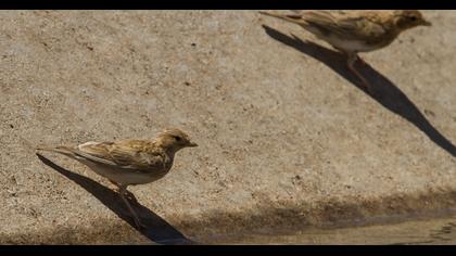 Türkistan çorak toygarı