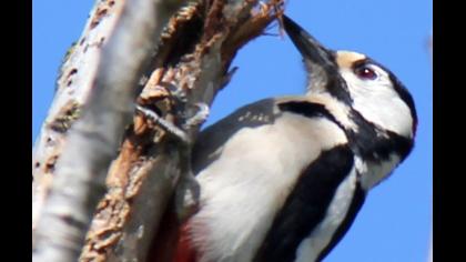 Orman alaca ağaçkakanı