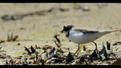 Halkalı küçük cılıbıt