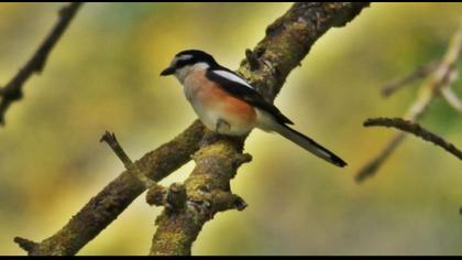 Maskeli örümcekkuşu