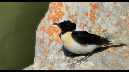 Karakulaklı kuyrukkakan