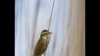 Bıyıklı kamışçın