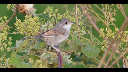 Akgerdanlı ötleğen