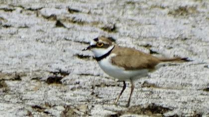 Halkalı küçük cılıbıt