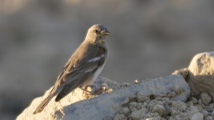 Sarıboğazlı serçe