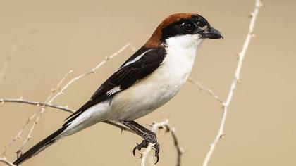 Kızılbaşlı örümcekkuşu