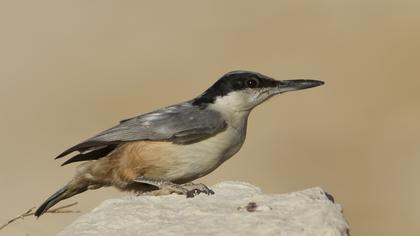 Büyük kaya sıvacısı