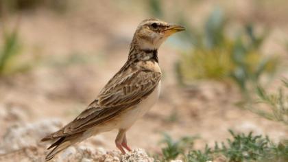 Küçük boğmaklı toygar