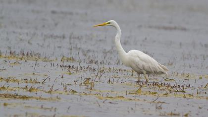 Büyük ak balıkçıl