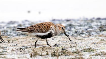 Karakarınlı kumkuşu