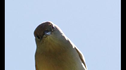 Karabaşlı ötleğen