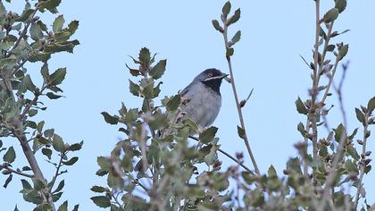 Karaboğazlı ötleğen
