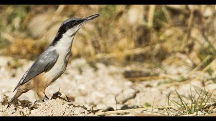 Büyük kaya sıvacısı