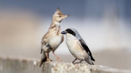 Karaalınlı örümcekkuşu
