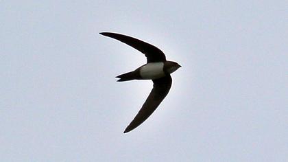 Alpine Swift