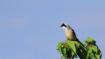 Karaalınlı örümcekkuşu