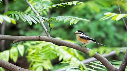 Maskeli örümcekkuşu