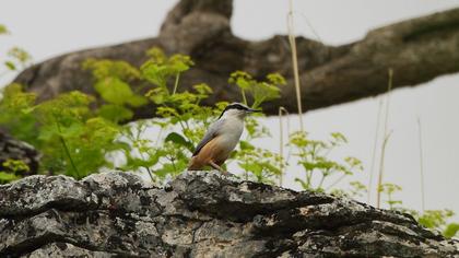Büyük kaya sıvacısı
